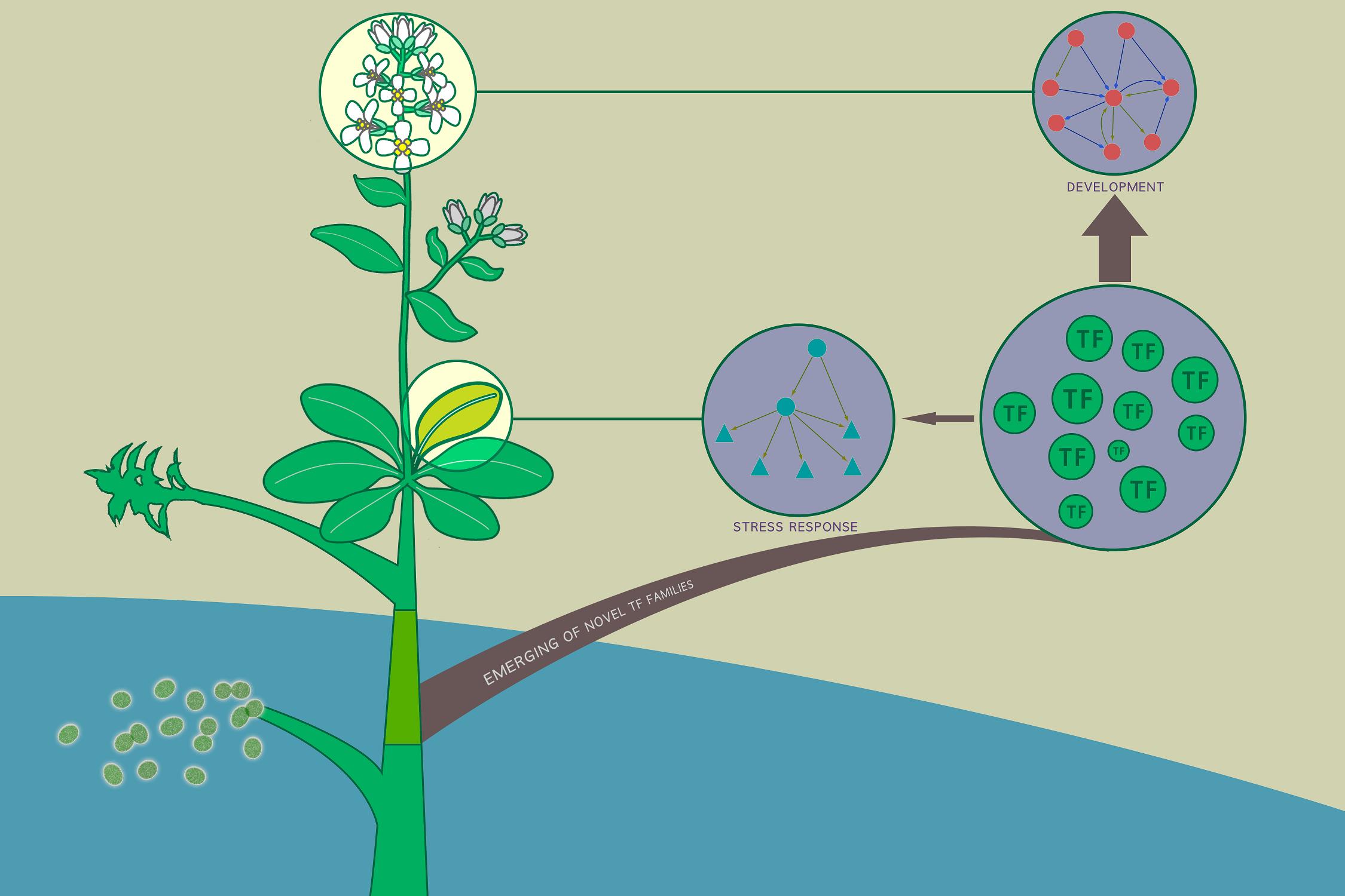Regulation of regeneration in Arabidopsis thaliana